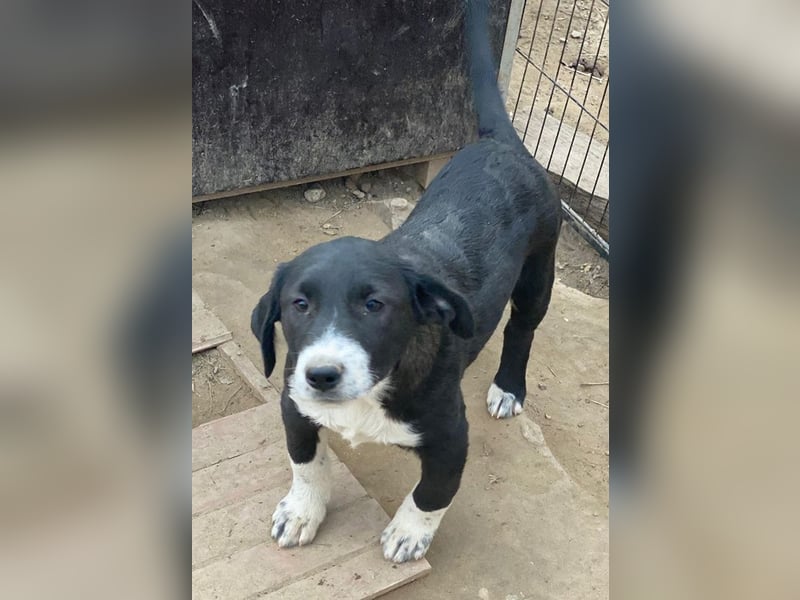 Pinot Noir, geb. ca. 08/2025, lebt in GRIECHENLAND, auf einer privaten Pflegestelle