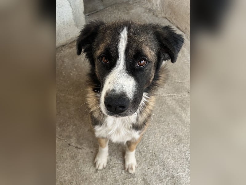 Beetles, geb. ca. 11/2024, lebt in GRIECHENLAND, im städt. Tierheim Serres