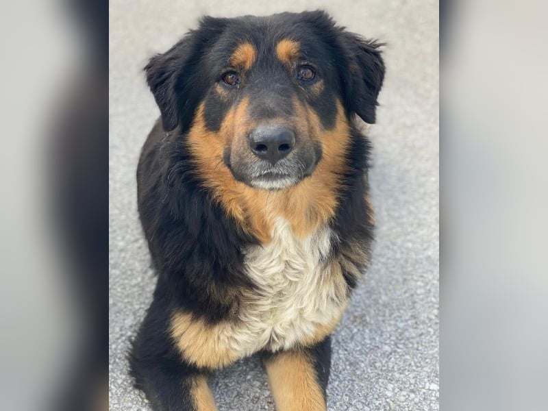 Sirius Black, geb. ca. 12/2023, lebt in GRIECHENLAND, im städt. Tierheim Serres