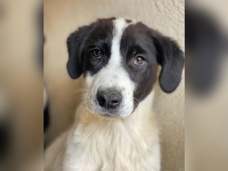 Zenzi, geb. ca. 01/2025, lebt in GRIECHENLAND, im städt. Tierheim Serres