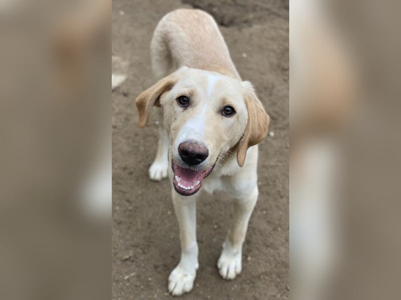 Sheldon, geb. ca. 11/2023, lebt in GRIECHENLAND, im städt. Tierheim Serres