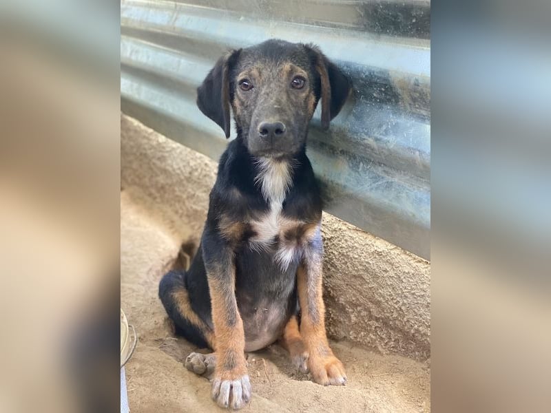 Miranda, geb. ca. 01/2026, lebt in GRIECHENLAND, auf einer privaten Pflegestelle