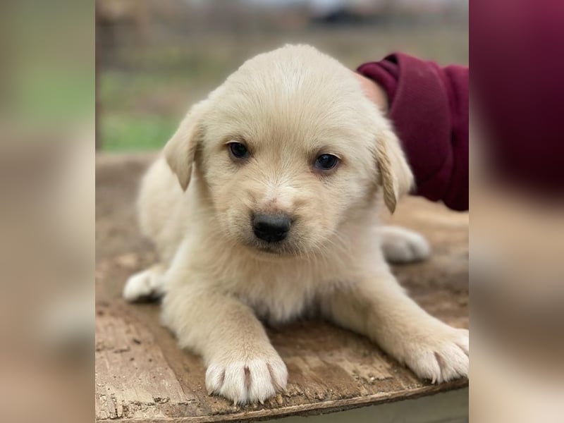 Ljón, geb. ca. 11/2025, lebt in GRIECHENLAND, auf einer privaten Pflegestelle
