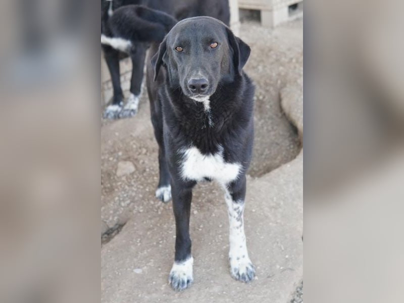 Frizelbliz, geb. ca. 03/2021, lebt in GRIECHENLAND, im städt. Tierheim Serres