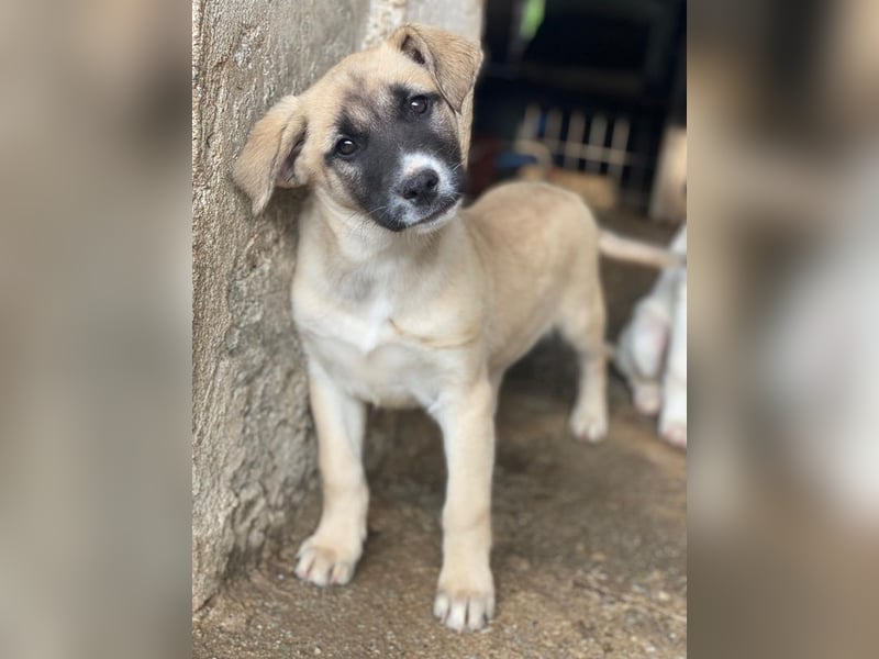 Mira, geb. ca. 12/2025, lebt in GRIECHENLAND, im städt. Tierheim Serres