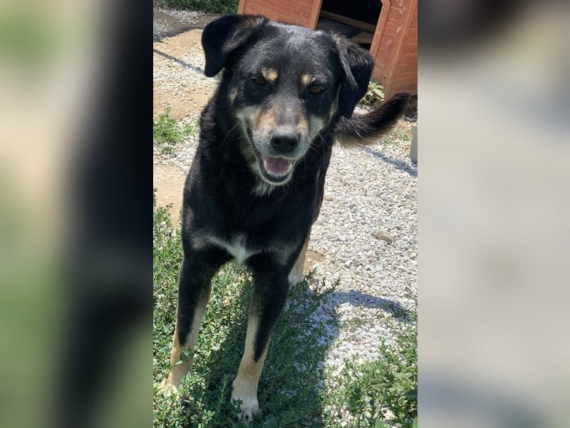 Nabucco, geb. ca. 01/2019, lebt in GRIECHENLAND, im städt. Tierheim Serres