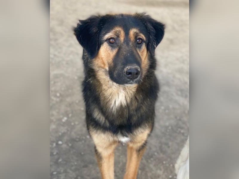 Glinda, geb. ca. 07/2025, lebt in GRIECHENLAND, im städt. Tierheim Serres