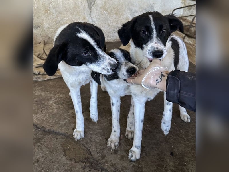 Niara, geb. ca. 03/2024, lebt in GRIECHENLAND, auf einer privaten Pflegestelle