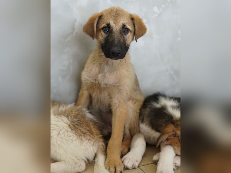 Anja, geb. ca. 12/2025, lebt in GRIECHENLAND, auf einer privaten Pflegestelle