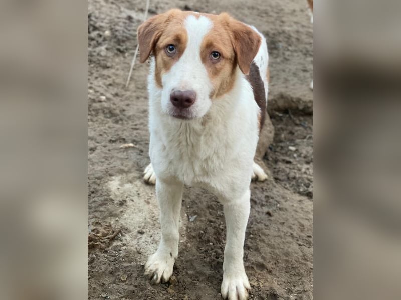 Herkos, geb. ca. 01/2025, lebt in GRIECHENLAND, auf einer privaten Pflegestelle