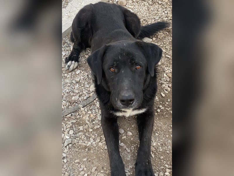 Cupid, geb. ca. 03/2020, lebt in GRIECHENLAND, im städt. Tierheim Serres