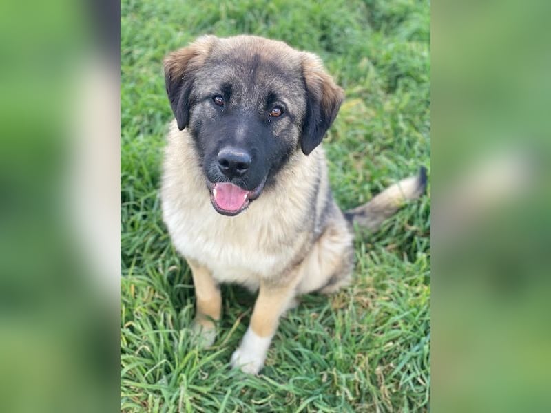 Moglito, geb. ca. 03/2025, lebt in GRIECHENLAND, im städt. Tierheim Serres