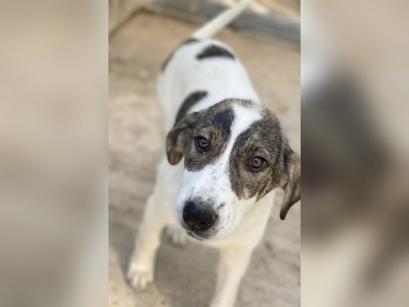 Adele, geb. ca. 02/2024, lebt in GRIECHENLAND, im städt. Tierheim Serres