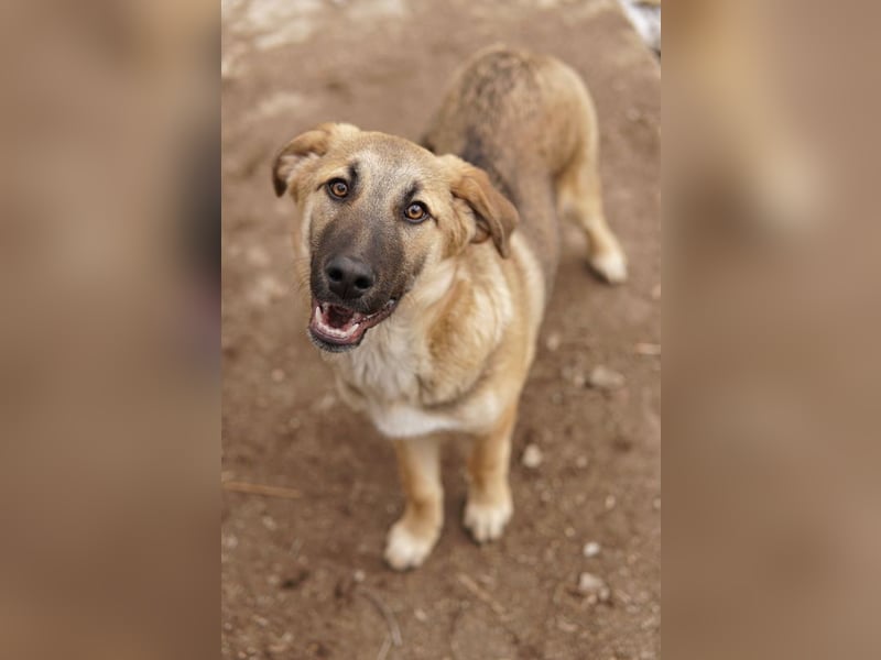 Lauser, geb. ca. 10/2023, lebt in GRIECHENLAND, auf einem Gelände, Hunde werden notdürftig versorgt