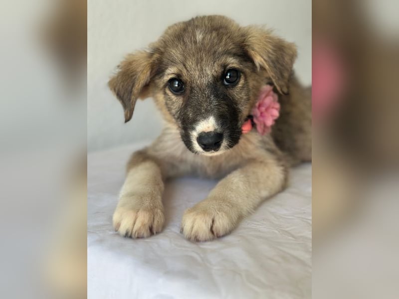 Karolina, geb. ca. 03/2026, lebt in GRIECHENLAND, im städt. Tierheim Serres