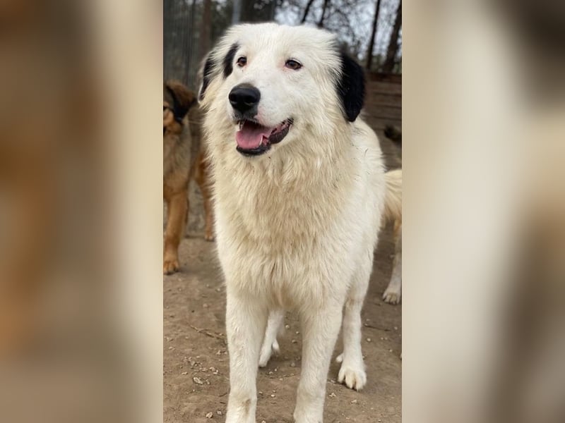 Namika, geb. ca. 02/2024, lebt in GRIECHENLAND, im städt. Tierheim Serres