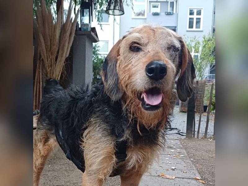 Yasko, geb. ca. 11/2022, lebt auf einer Pflegestelle in 44649 Herne