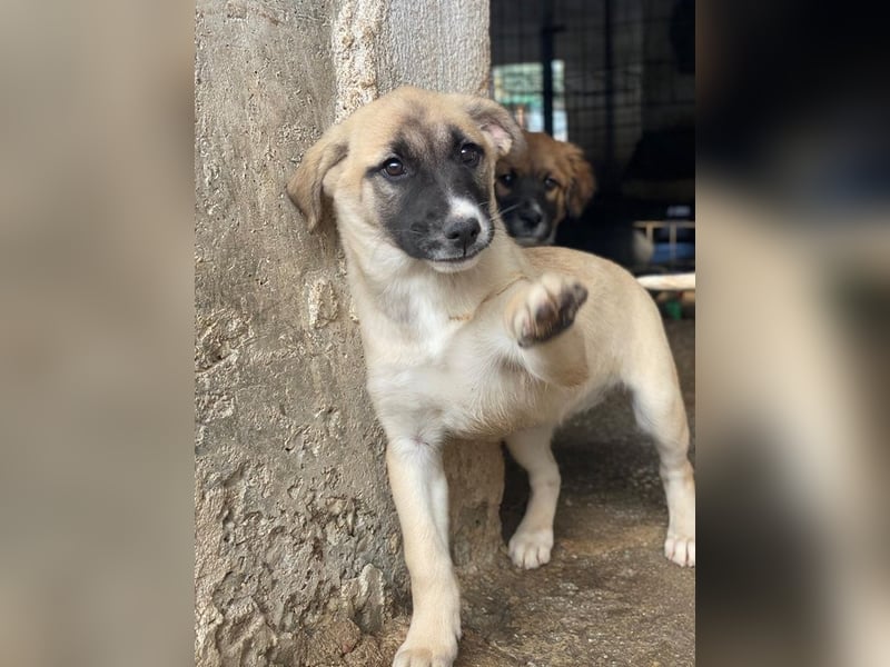 Mira, geb. ca. 12/2025, lebt in GRIECHENLAND, im städt. Tierheim Serres