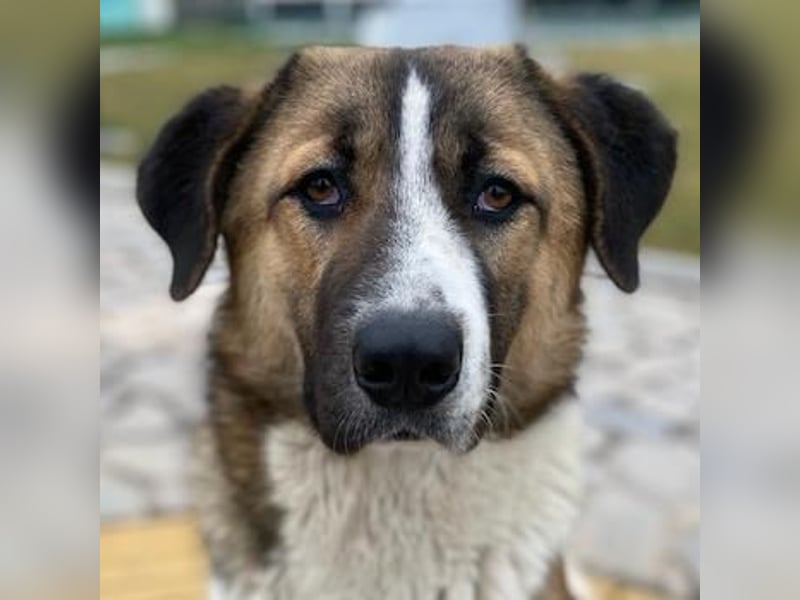 Anxton, geb. ca. 02/2022, lebt in GRIECHENLAND, im städt. Tierheim Serres