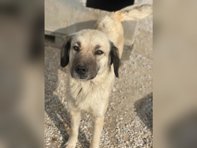 Frea, geb. ca. 02/2021, lebt in GRIECHENLAND, im städt. Tierheim Serres