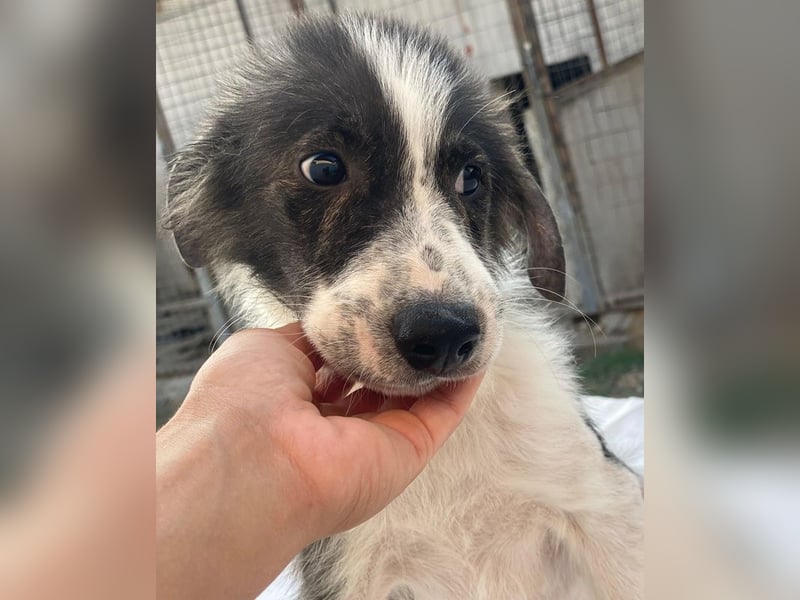 Yari, geb. ca. 05/2025, lebt in GRIECHENLAND, im städt. Tierheim Serres