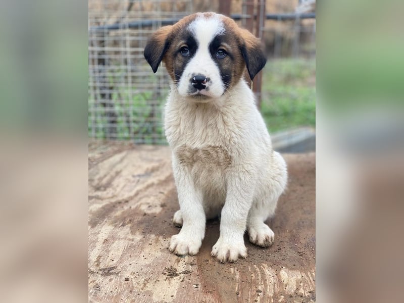 Diavolo, geb. ca. 11/2025, lebt in GRIECHENLAND, auf einer privaten Pflegestelle