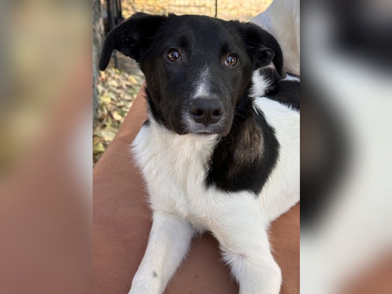 Cap, geb. ca. 06/2024, lebt in GRIECHENLAND, im städt. Tierheim Serres