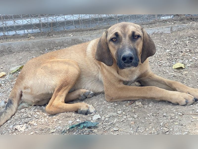 Katinka, geb. ca. 02/2025, lebt in GRIECHENLAND, im städt. Tierheim Serres