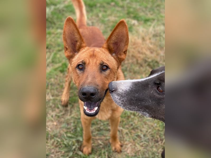 Zylo, geb. ca. 10/2024, lebt in GRIECHENLAND, im städt. Tierheim Serres