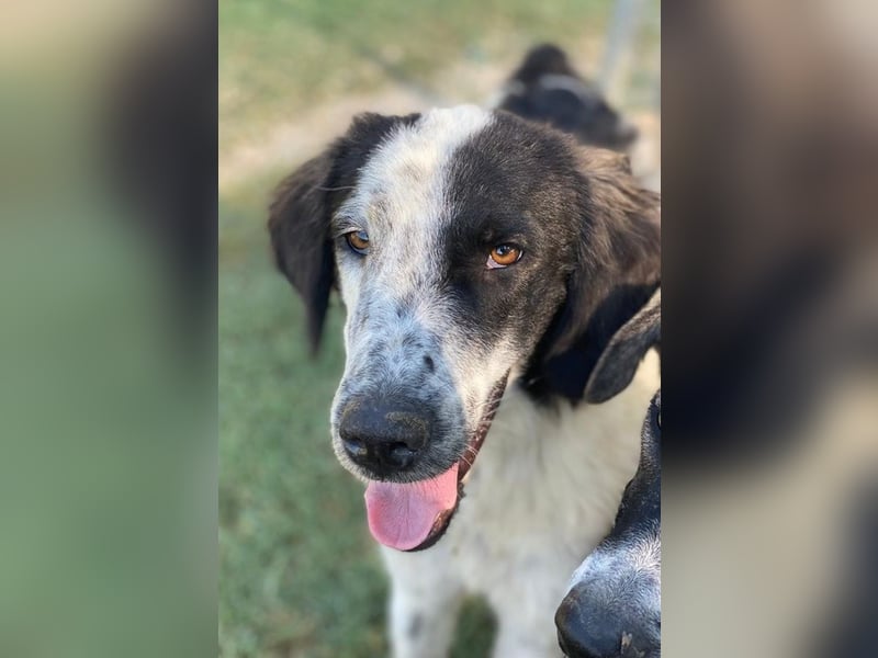 Yuni, geb. ca. 03/2023, lebt in GRIECHENLAND, im städt. Tierheim Serres