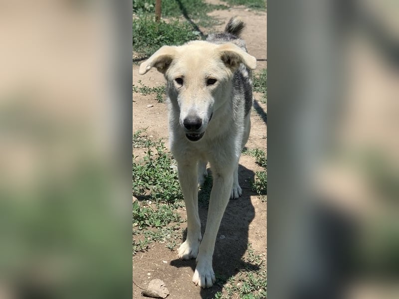 Boybro, geb. ca. 04/2019, lebt in GRIECHENLAND, im städt. Tierheim Serres