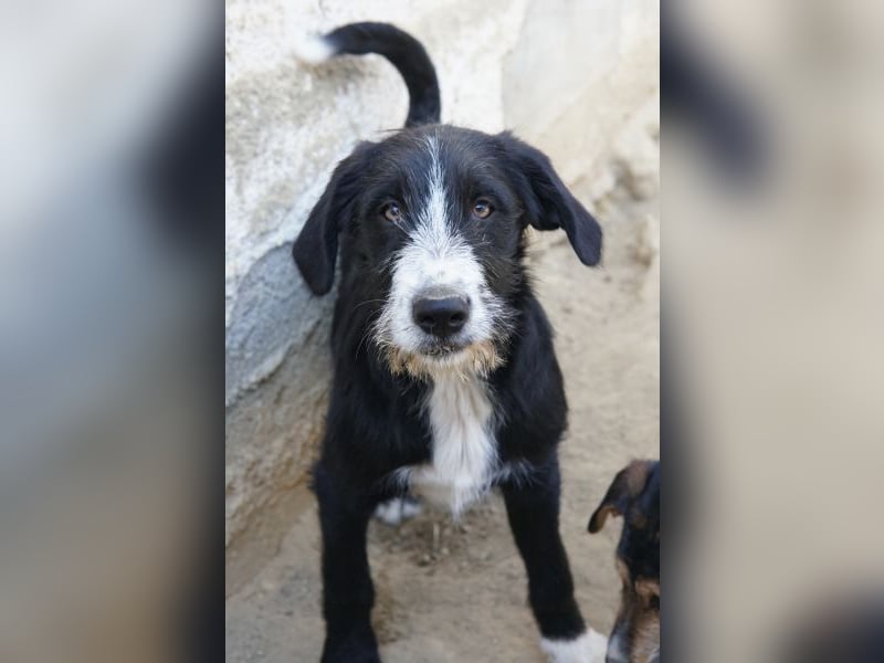 Kasimir, geb. ca. 09/2025, lebt in GRIECHENLAND, auf einer privaten Pflegestelle