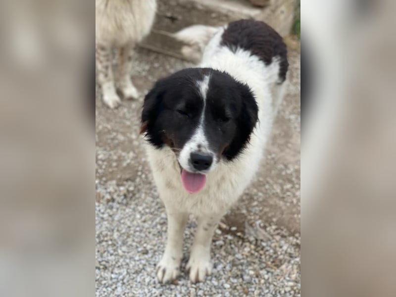 Cora, geb. ca. 07/2022, lebt in GRIECHENLAND, im städt. Tierheim Serres