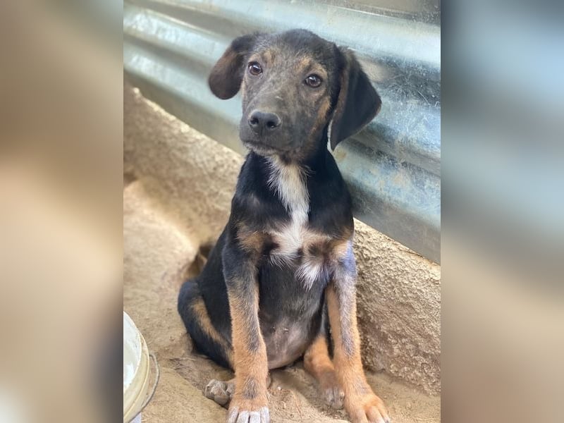 Miranda, geb. ca. 01/2026, lebt in GRIECHENLAND, auf einer privaten Pflegestelle