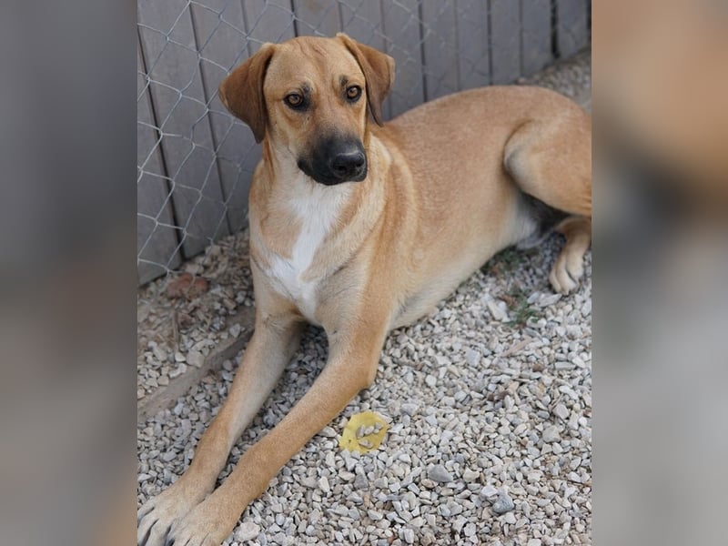 Bardo, geb. ca. 09/2023, lebt in GRIECHENLAND, im städt. Tierheim Serres