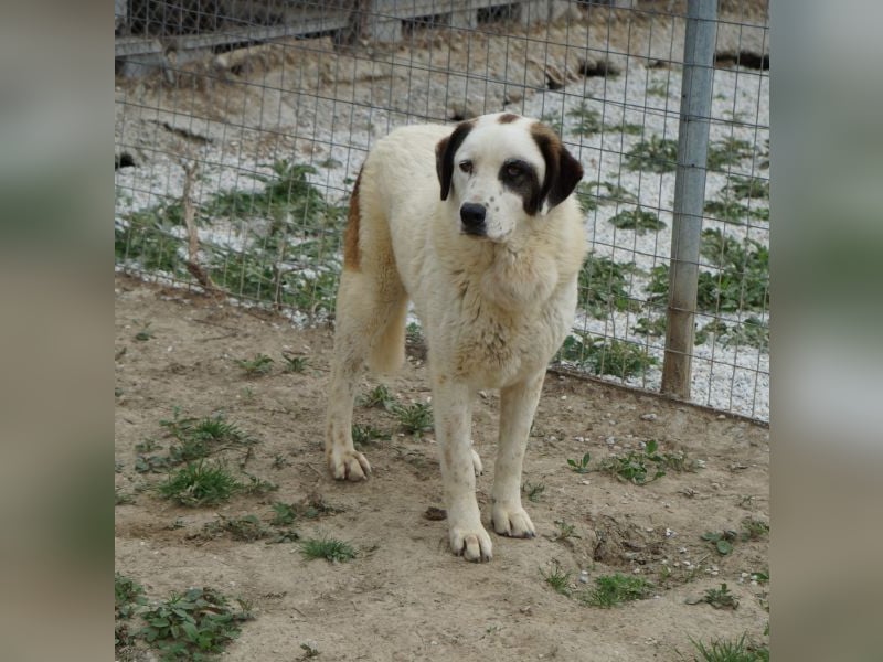 Benda, geb. ca. 06/2023, lebt in GRIECHENLAND, im städt. Tierheim Serres