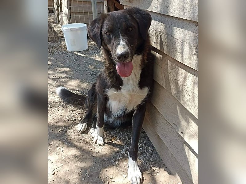 Laura, geb. ca. 06/2019, lebt in GRIECHENLAND, auf einer privaten Pflegestelle