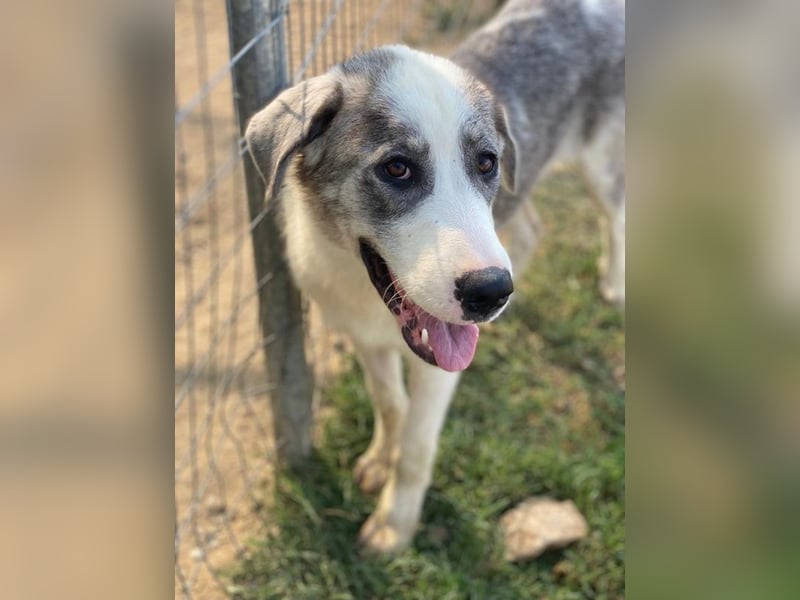 Ryat, geb. ca. 12/2023, lebt in GRIECHENLAND, im städt. Tierheim Serres