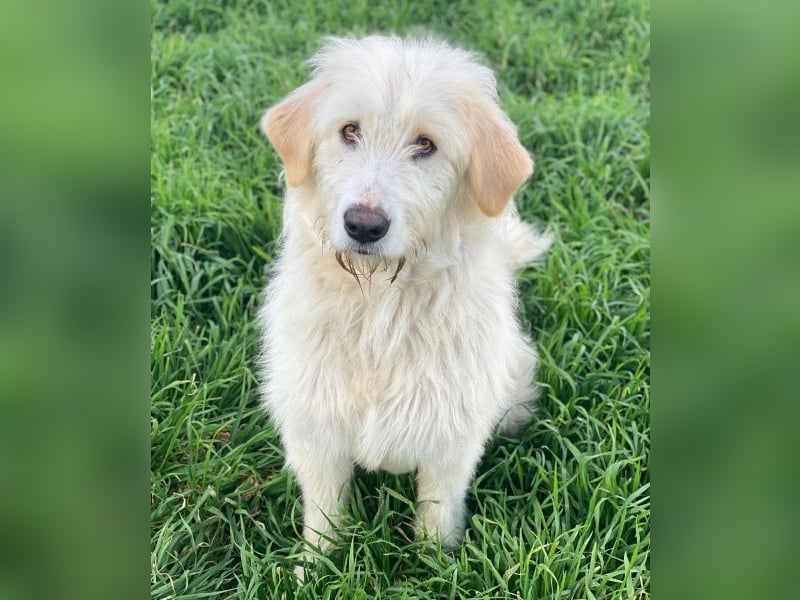 Arina, geb. ca. 10/2024, lebt in GRIECHENLAND, im städt. Tierheim Serres