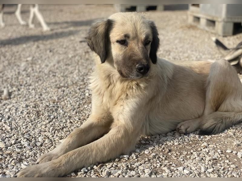 Frea, geb. ca. 02/2021, lebt in GRIECHENLAND, im städt. Tierheim Serres
