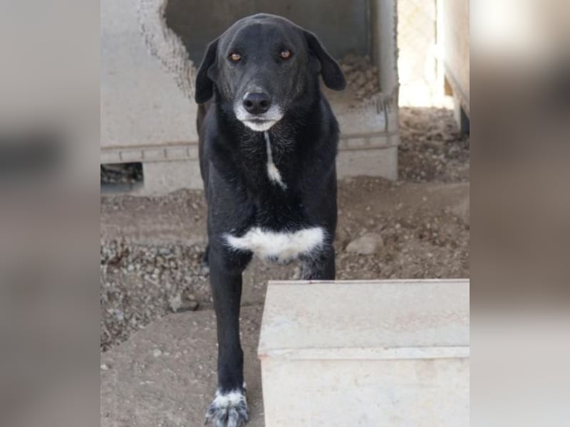 Relaxo, geb. ca. 03/2021, lebt in GRIECHENLAND, im städt. Tierheim Serres
