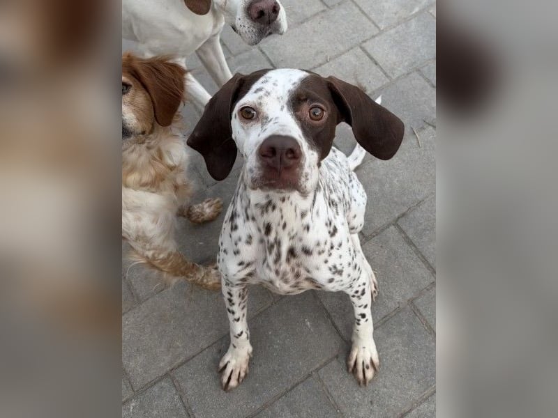 Acira, geb. ca. 04/2023, lebt auf einer Pflegestelle in 67735 Mehlbach