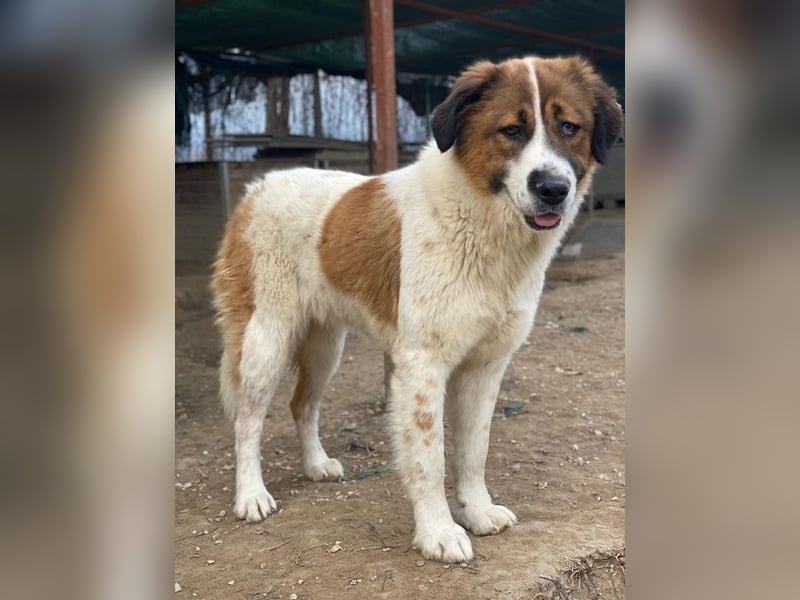 Fiva, geb. ca. 02/2024, lebt in GRIECHENLAND, im städt. Tierheim Serres