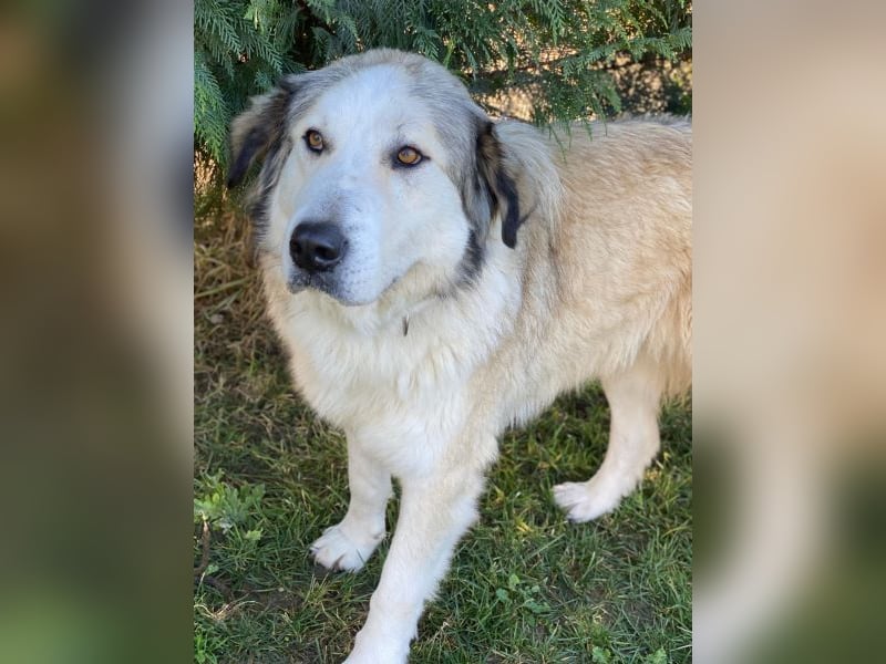 Winnie, geb. ca. 12/2023, lebt in GRIECHENLAND, auf einer privaten Pflegestelle