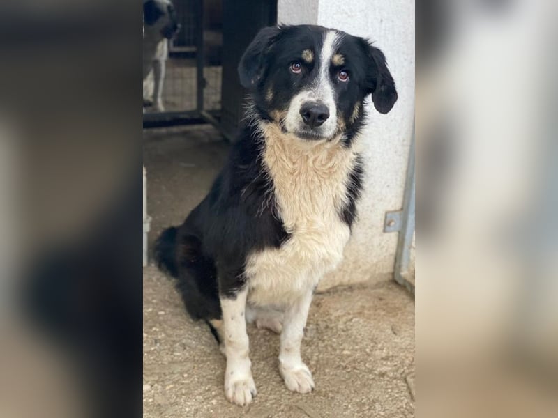 Cars, geb. ca. 12/2023, lebt in GRIECHENLAND, im städt. Tierheim Serres