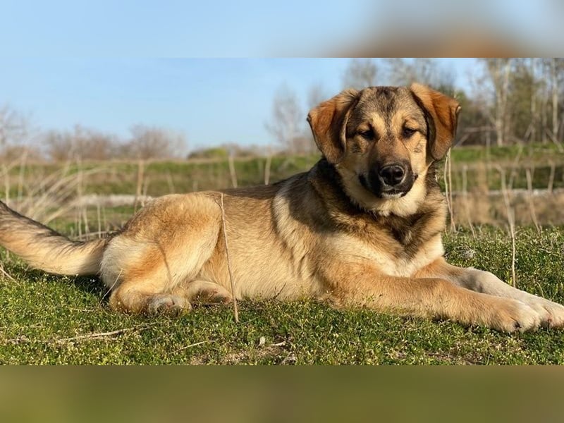 Pola, geb. ca. 09/2024, lebt in GRIECHENLAND, im städt. Tierheim Serres