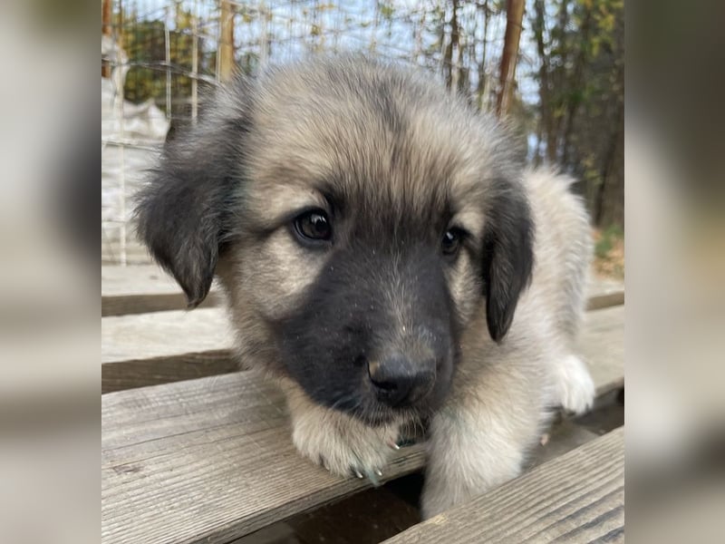 Venus, geb. ca. 08/2022, lebt in GRIECHENLAND, auf einer privaten Pflegestelle