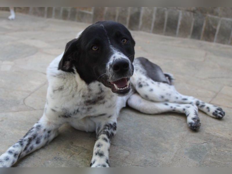 Kimisi, geb. ca. 03/2024, lebt in GRIECHENLAND, auf einer privaten Pflegestelle