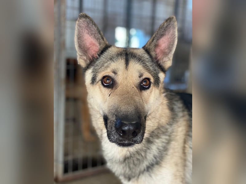 Hankan, geb. ca. 01/2024, lebt in GRIECHENLAND, im städt. Tierheim Serres