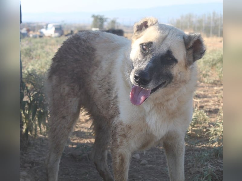 Romero, geb. ca. 12/2021, lebt in GRIECHENLAND, auf einem Gelände, wird notdürftig versorgt